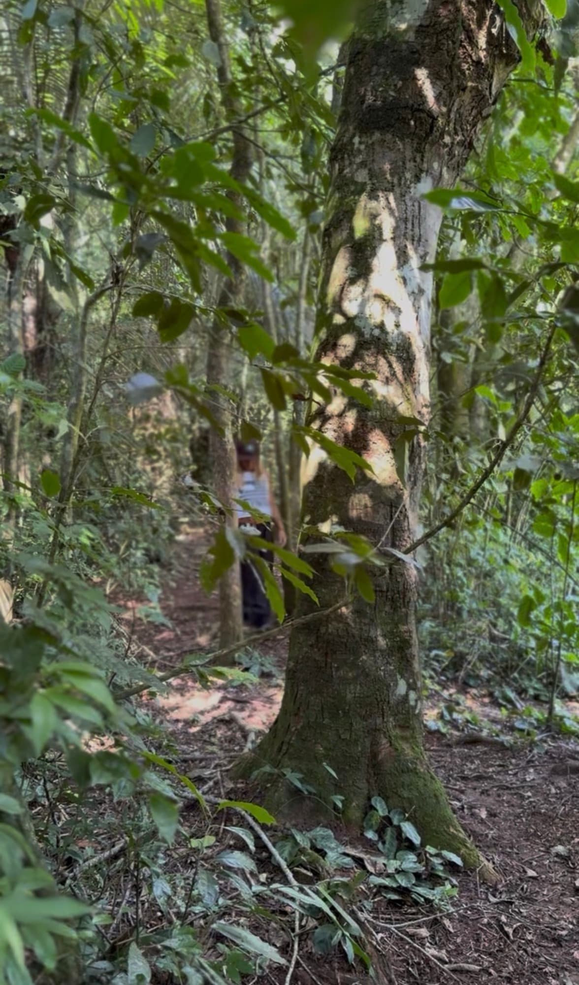 A towering tree on a forest trail through the preserved Atlantic Forest.