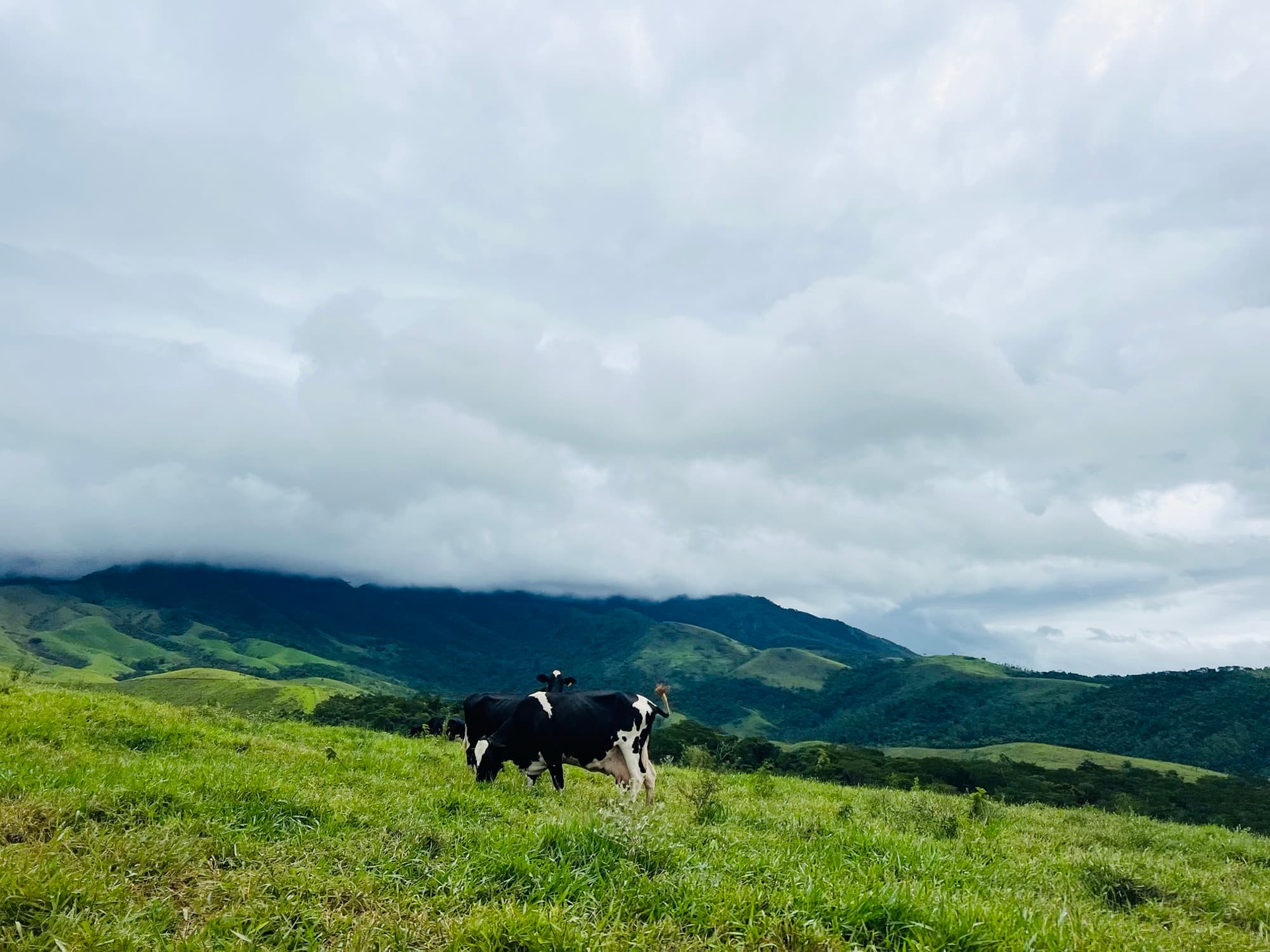 A dairy cow grazing on the farm's open hilltop beneath the mountains.