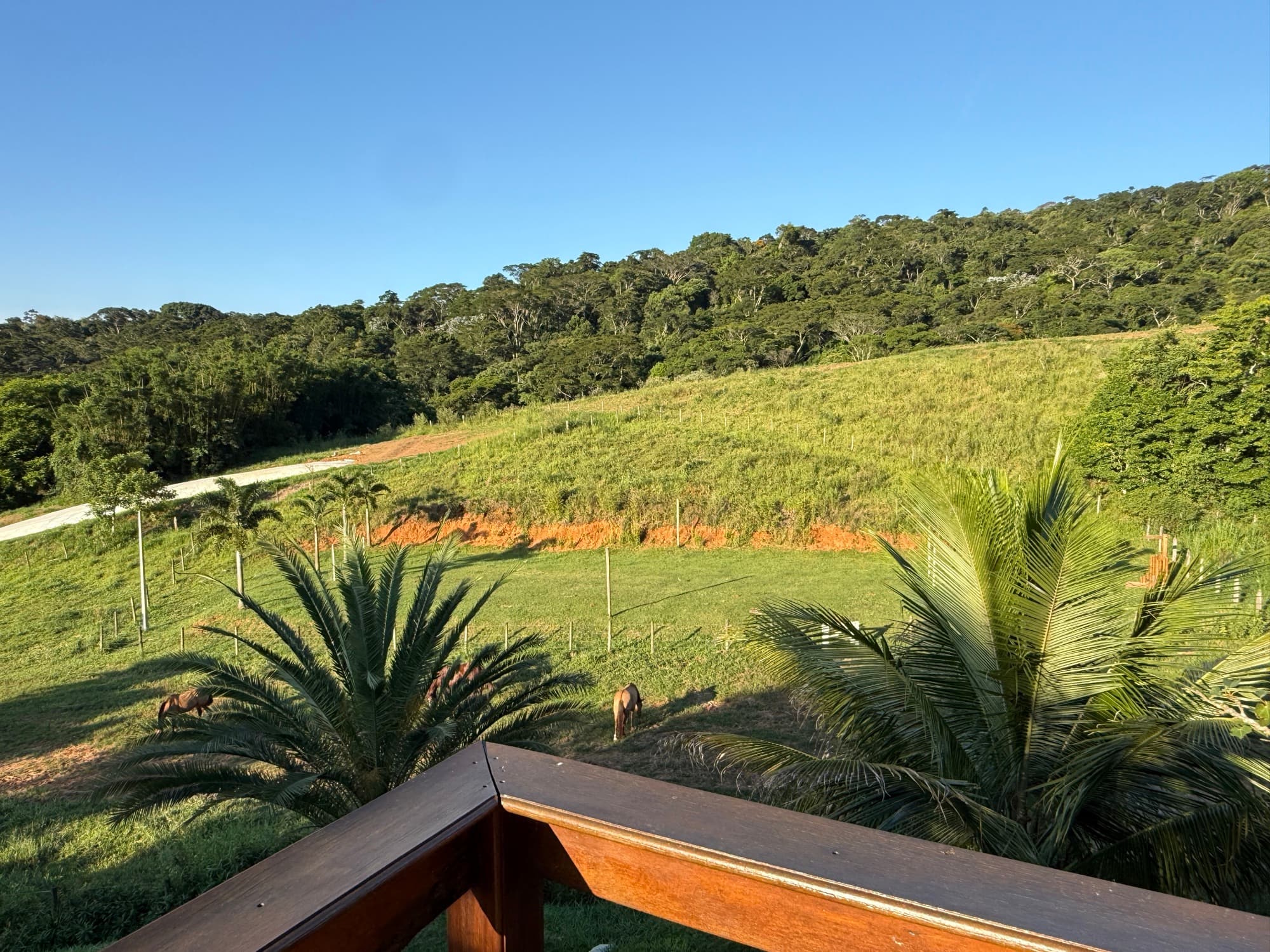Rolling green hills and palms seen across the farm.