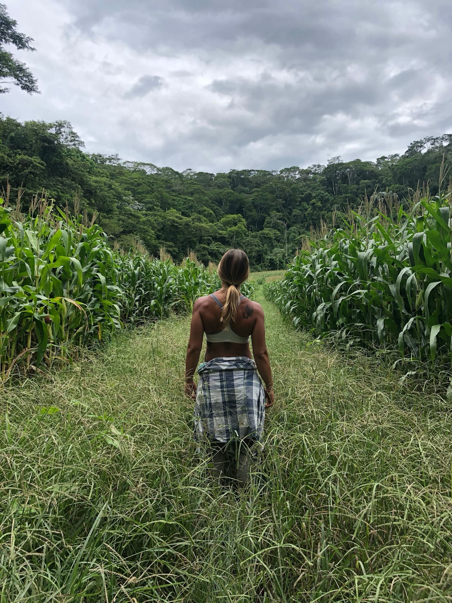 A person walking a grass path into the forest, between tall corn.