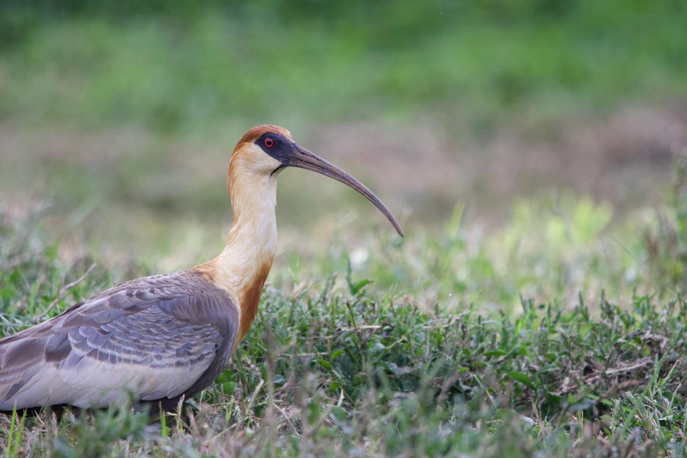 A buff-necked ibis foraging in the grass.