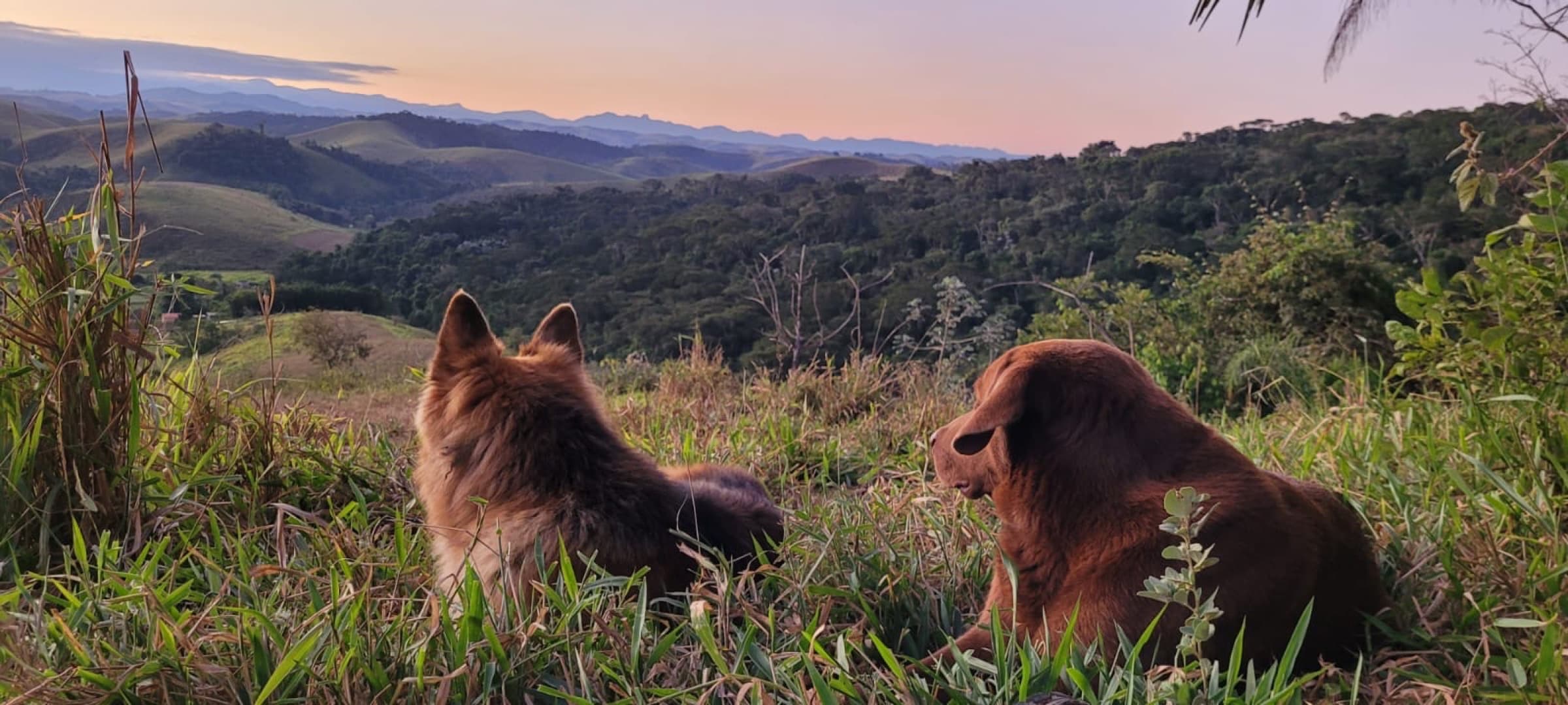 Two dogs watching the sun set over the rolling valley.